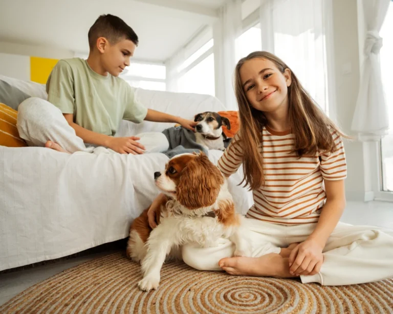 pet automatic food dispenser